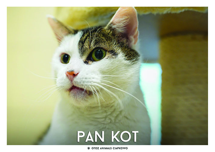 na zdjęciu biały kocurek w łatki