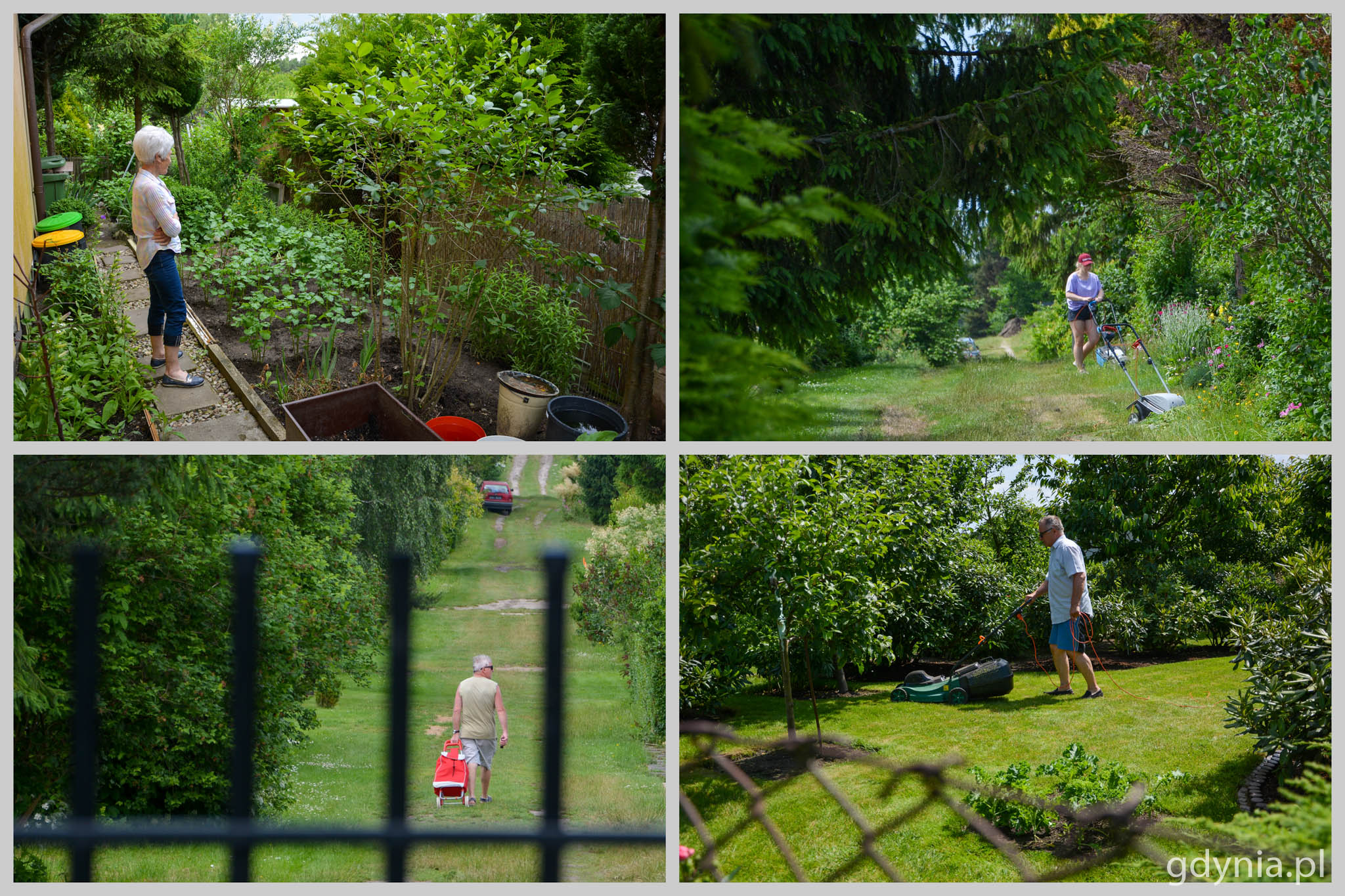 W czasie pandemii ogrody działkowe okazały się być zbawienne dla działkowc&oacute;w // fot. Paweł Kukla