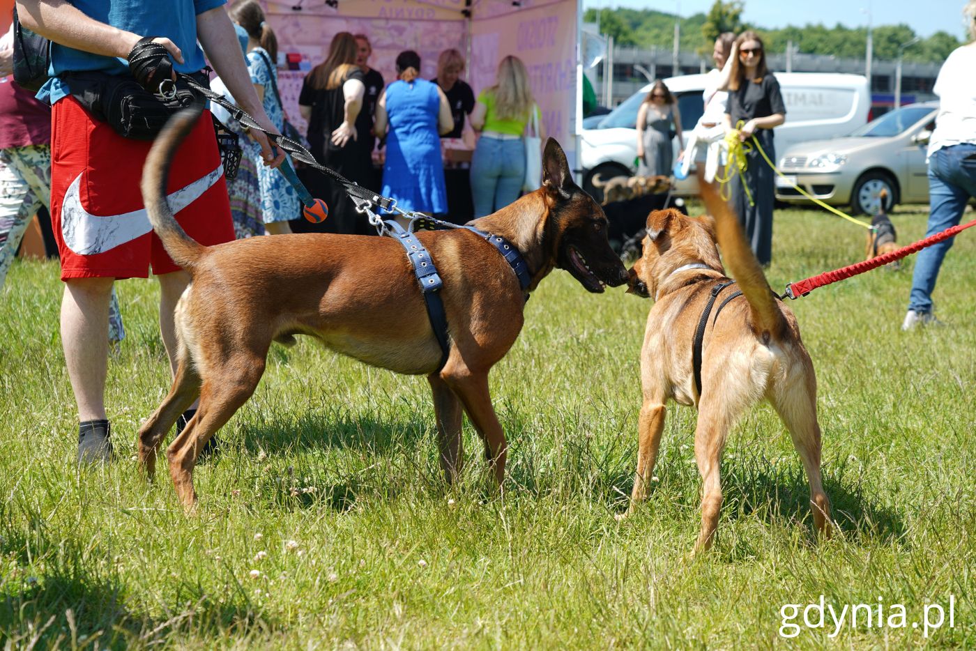 Psy na pikniku (fot. Magdalena Starnawska)