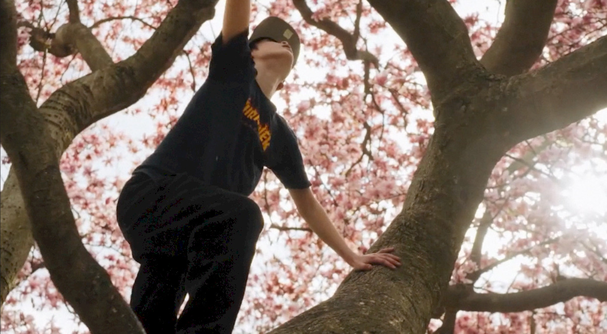 Chłopak wspina się na kwitnące drzewo