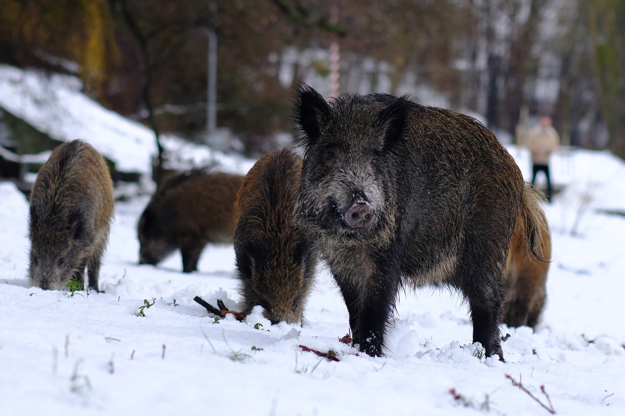 Zima, teren zielony w Gdyni, śnieg, grupa dzik&oacute;w