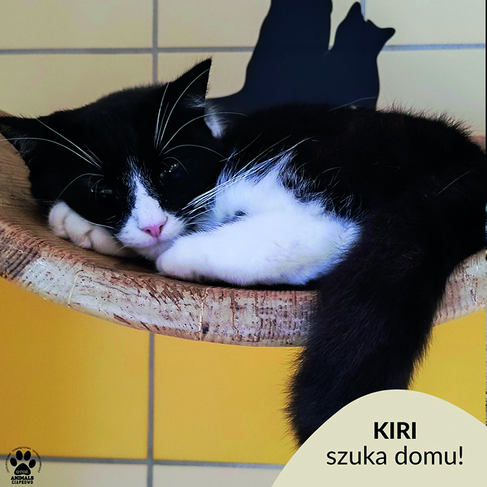 na zdjęciu śpiąca biało-czarna kotka