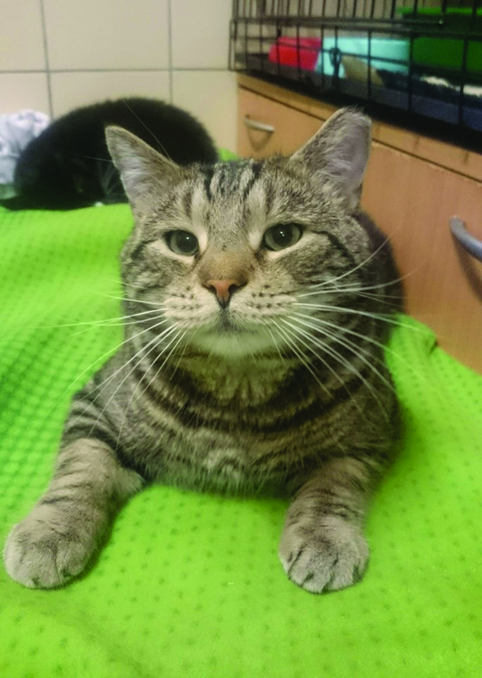 Wilczomlecz - kot do adpocji // mat. OTOZ Animals &bdquo;Ciapkowo&rdquo; 