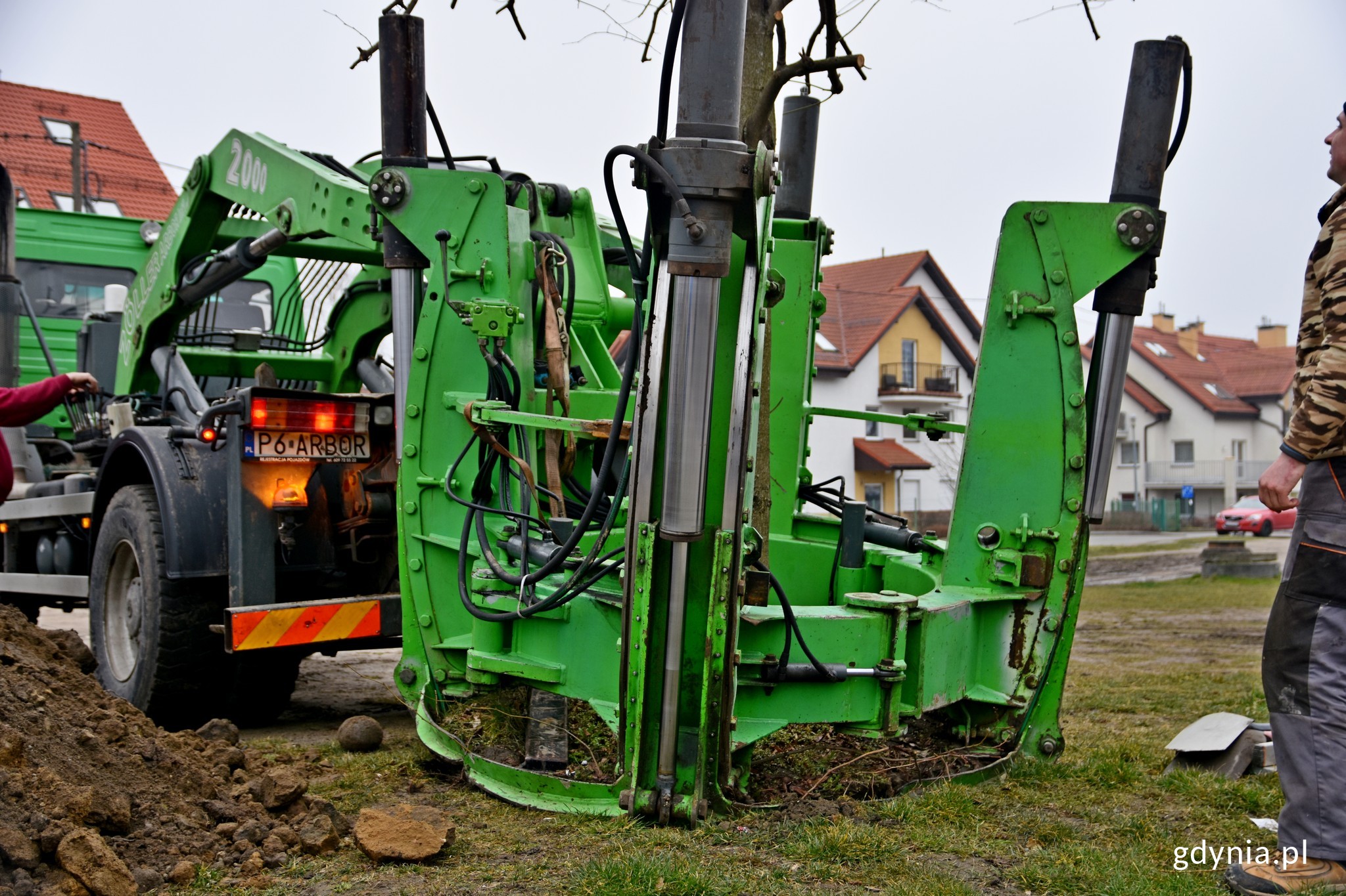 Przesadzone drzewa staną się elementem powstającego parku // fot. Paweł Kukla