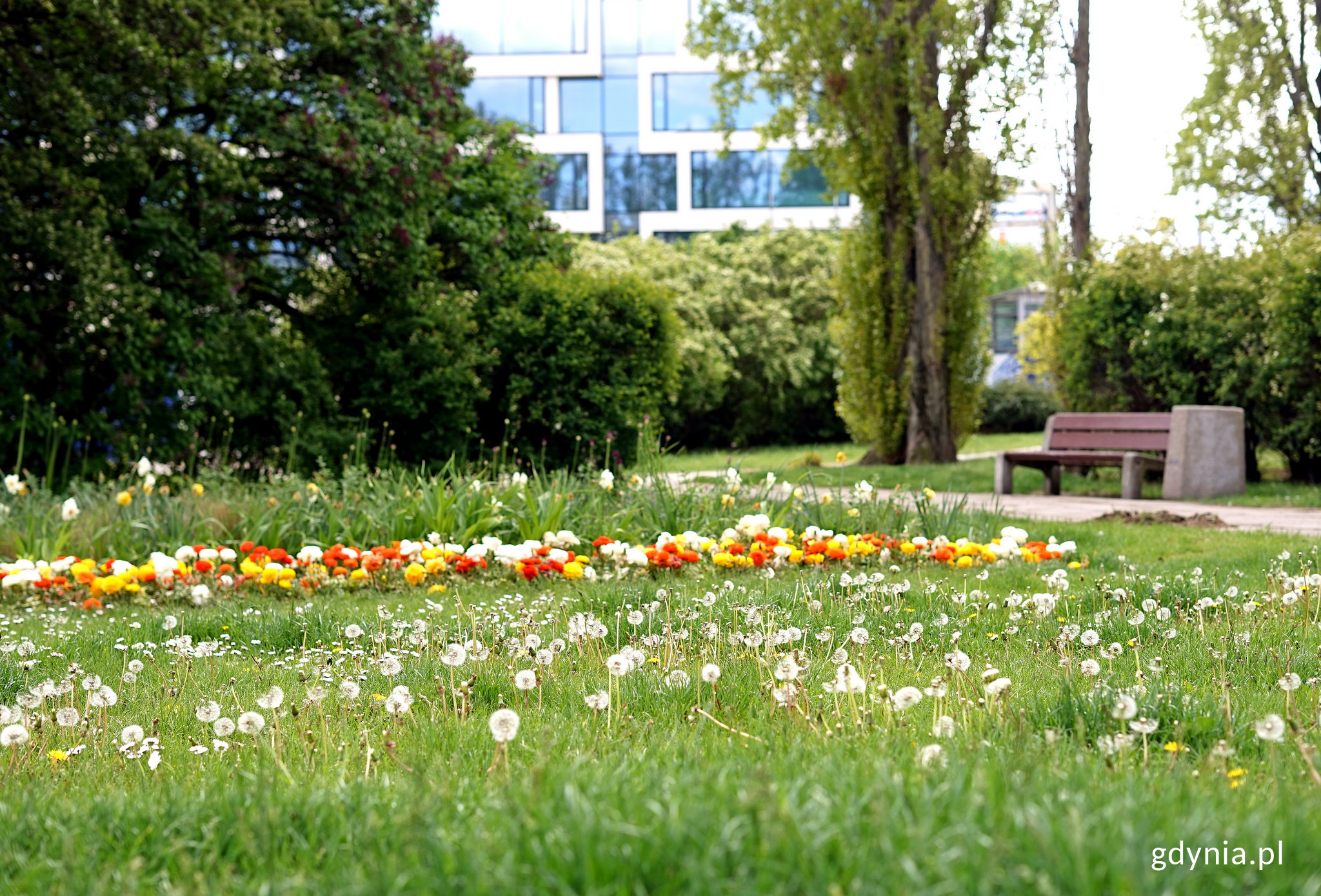 Zatrzymano regularne koszenie trawnik&oacute;w, fot. Kamil Złoch