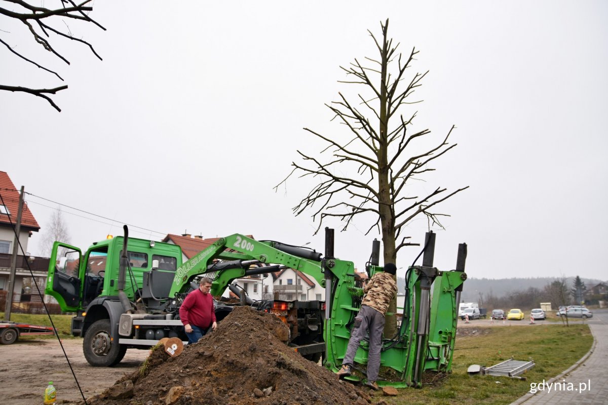 Specjalistyczny sprzęt pom&oacute;gł przy przesadzaniu drzew przy ulicy Wielkopolskiej, fot. Paweł Kukla / 2020