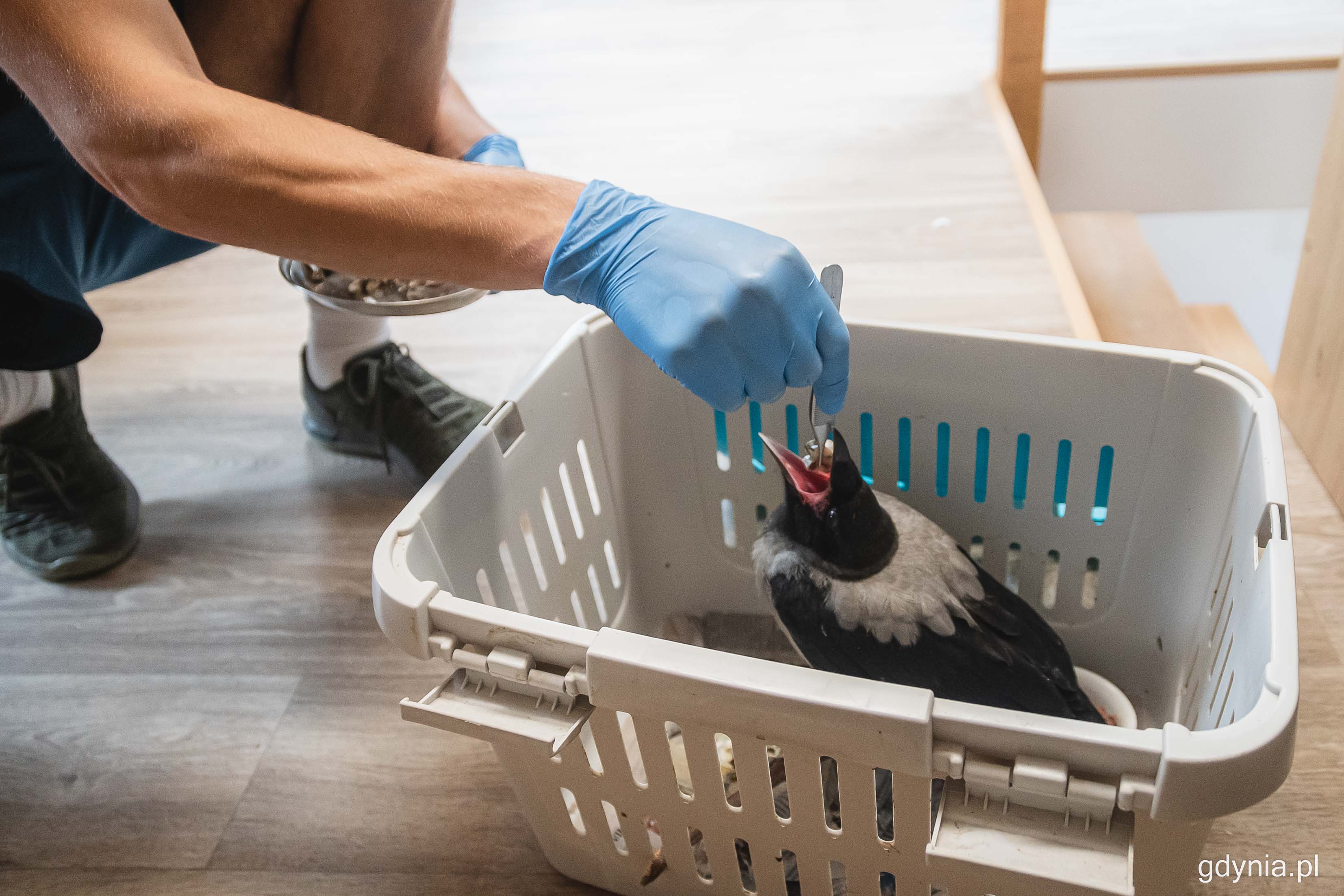 Pracownik &bdquo;Ostoi&rdquo; karmi ptaka