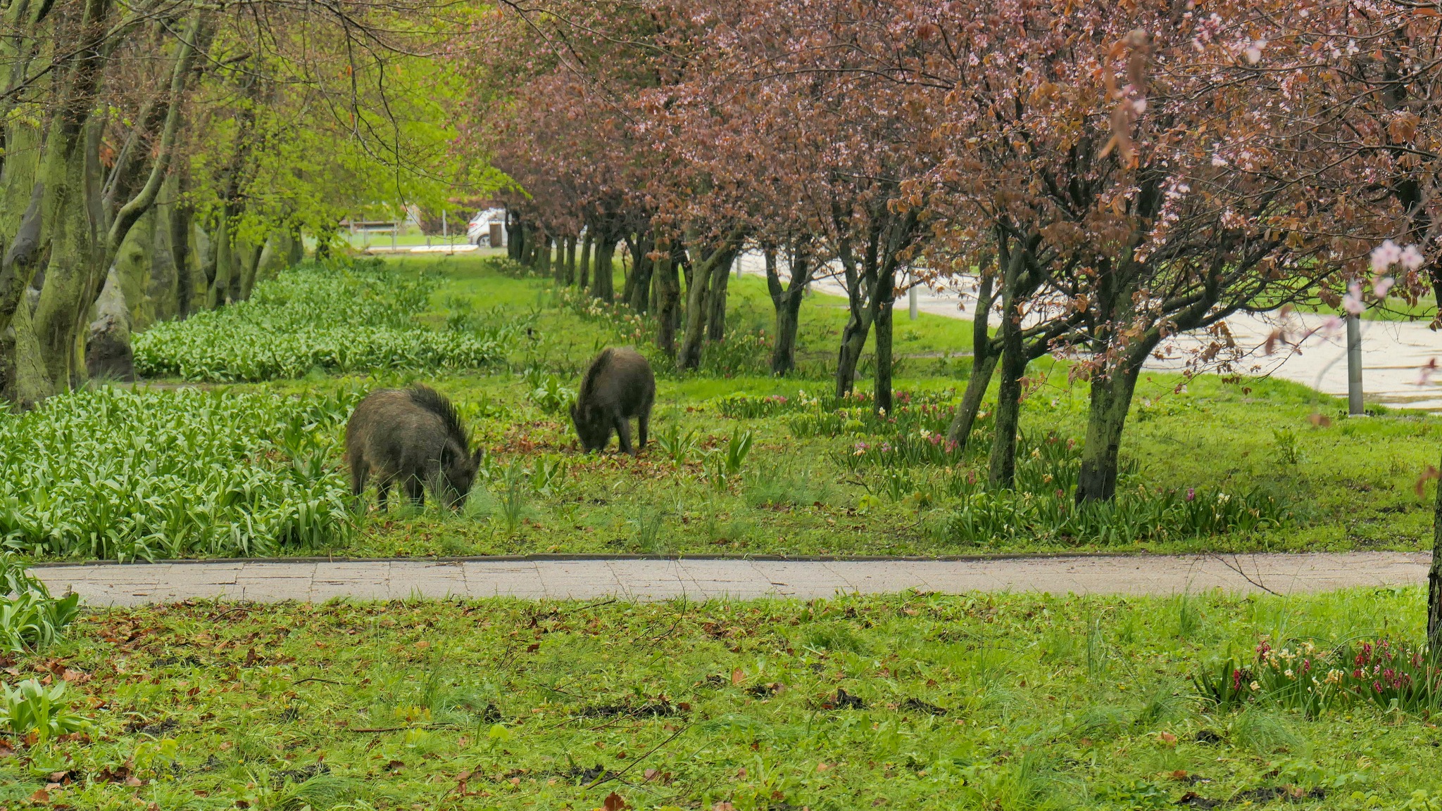 Zielony teren przy alei Topolowej w Gdyni, drzewa, rośliny, dziki wąhające pomiędzy kwiatami w rabacie