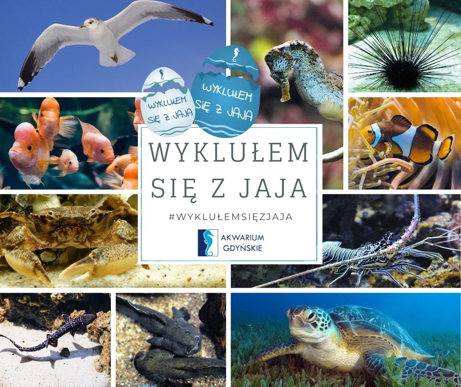 Kampania edukacyjna Wyklułem się z jaja, źr&oacute;dło: Akwarium Gdyńskie