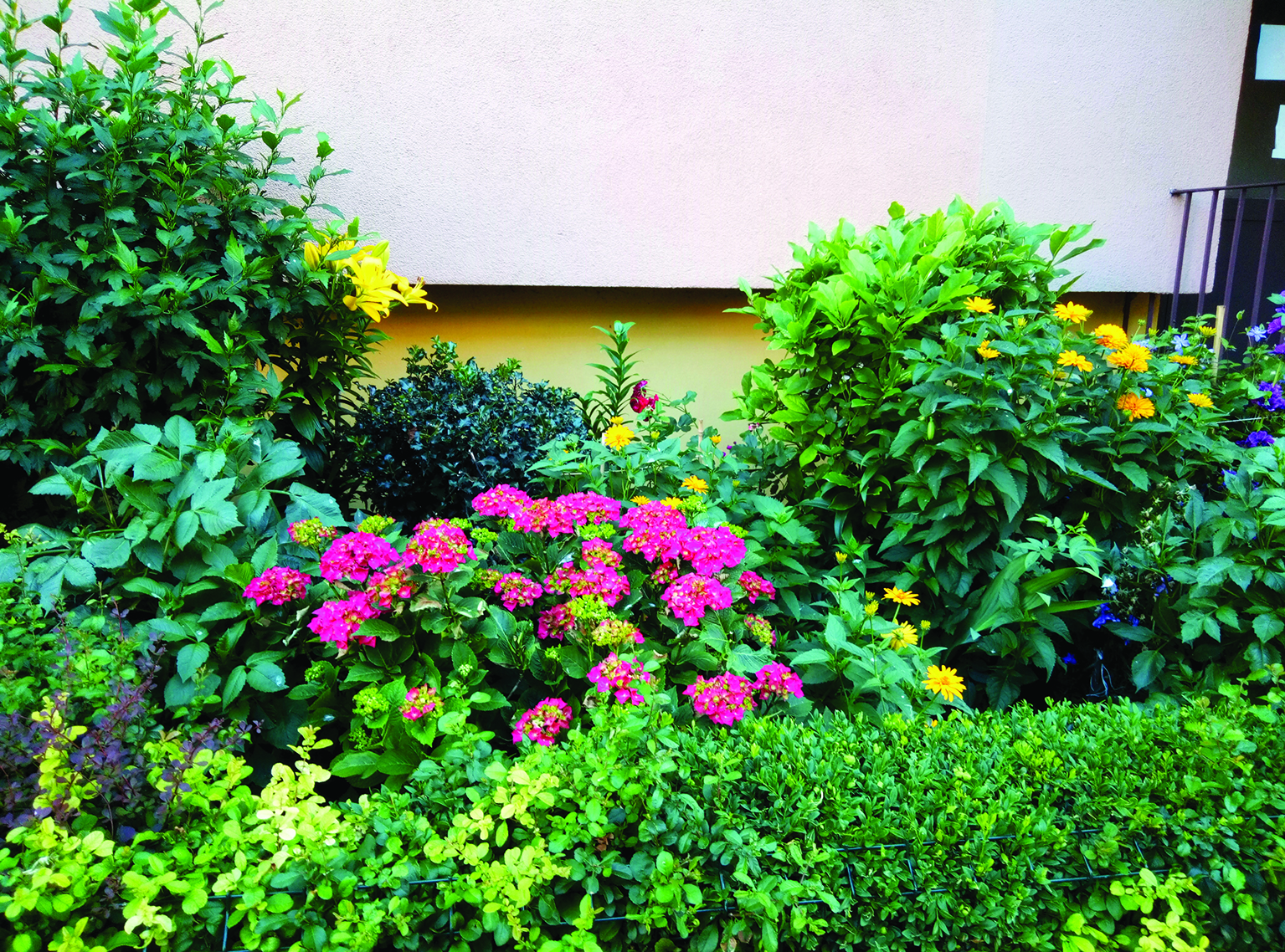 Nagroda gł&oacute;wna w konkursie "Gdynia w kwiatach" - kategoria zewnętrzne przyziemne części budynk&oacute;w wielorodzinnych // mat. prasowe Ogrodnika Miasta