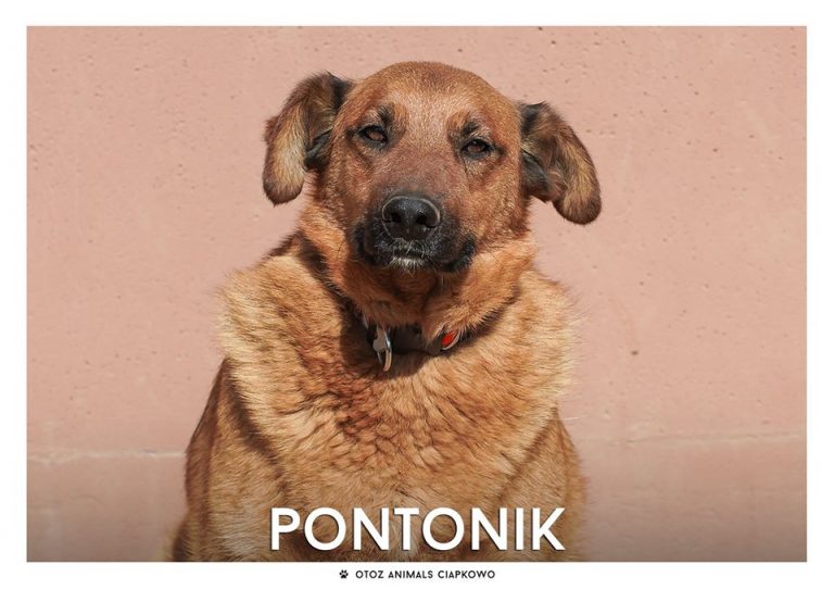 To ja, Pontonik! Fot. OTOZ Animals Ciapkowo