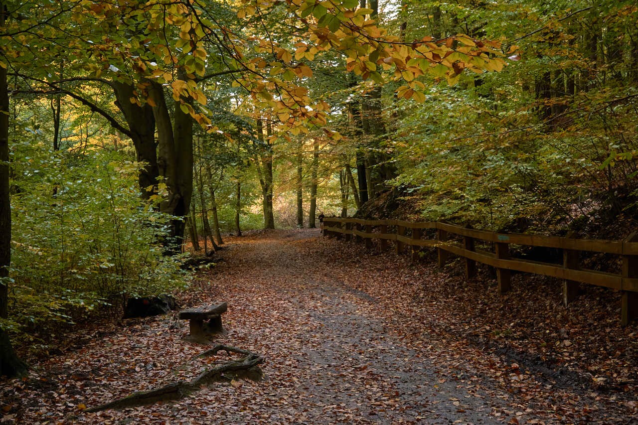 Leśna ścieżka, widoczny płot z drewnianych bali, skarpa, drzewa liściaste