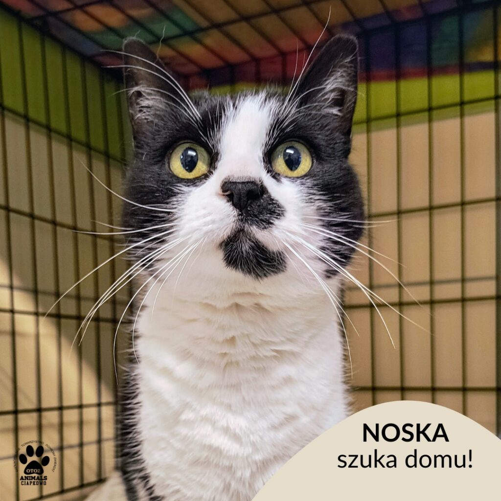 na zdjęciu czarno-biała kotka