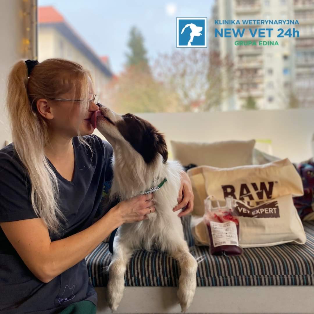 Krew od psich i kocich krwiodawc&oacute;w przydaje się przy zwierzętach, kt&oacute;re uległy r&oacute;żnego rodzaju &nbsp;wypadkom, zatruciach, przy &nbsp;niedokrwistościach spowodowanych m.in. chorobami odkleszczowymi oraz nowotworach. Fot. Bank krwi Edina New Vet 24 h