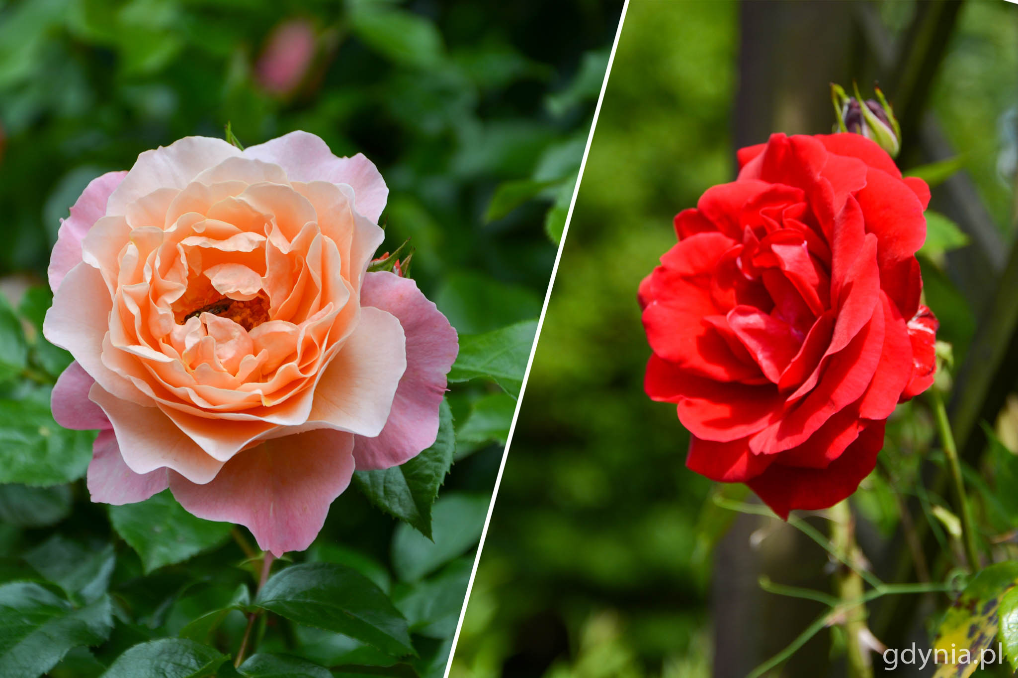 R&oacute;ża - kr&oacute;lowa kwiat&oacute;w // fot. Paweł Kukla