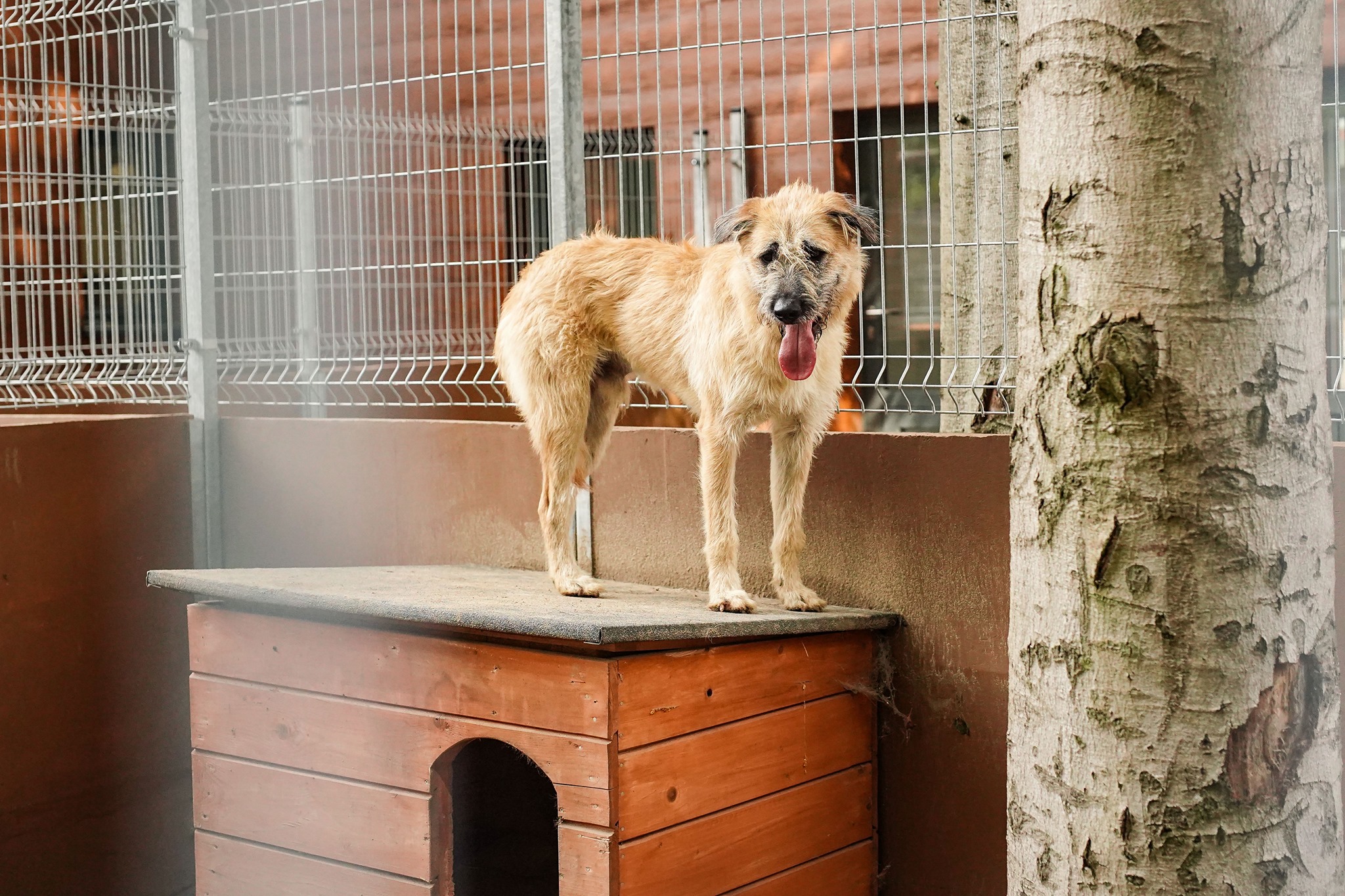 Pies Tosiek. // fot. www.ciapkowo.pl