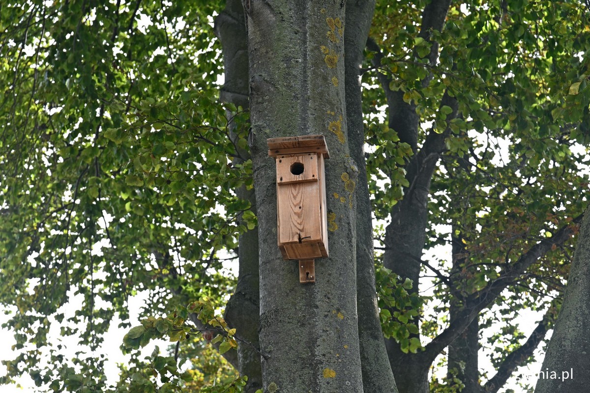 Budka lęgowa zawieszona na buku przy Muzeum Miasta Gdyni w ramach finału akcji &bdquo;Gdynia: ptasie miasto&rdquo; // fot. Magdalena Czernek
