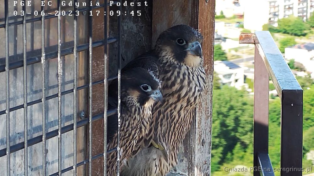 Bosman i Bryza przed gniazdem na kominie Elektrociepłowni PGE w Gdyni (fot. Stowarzyszenie Na Rzecz Dzikich Zwierząt "Sok&oacute;ł")