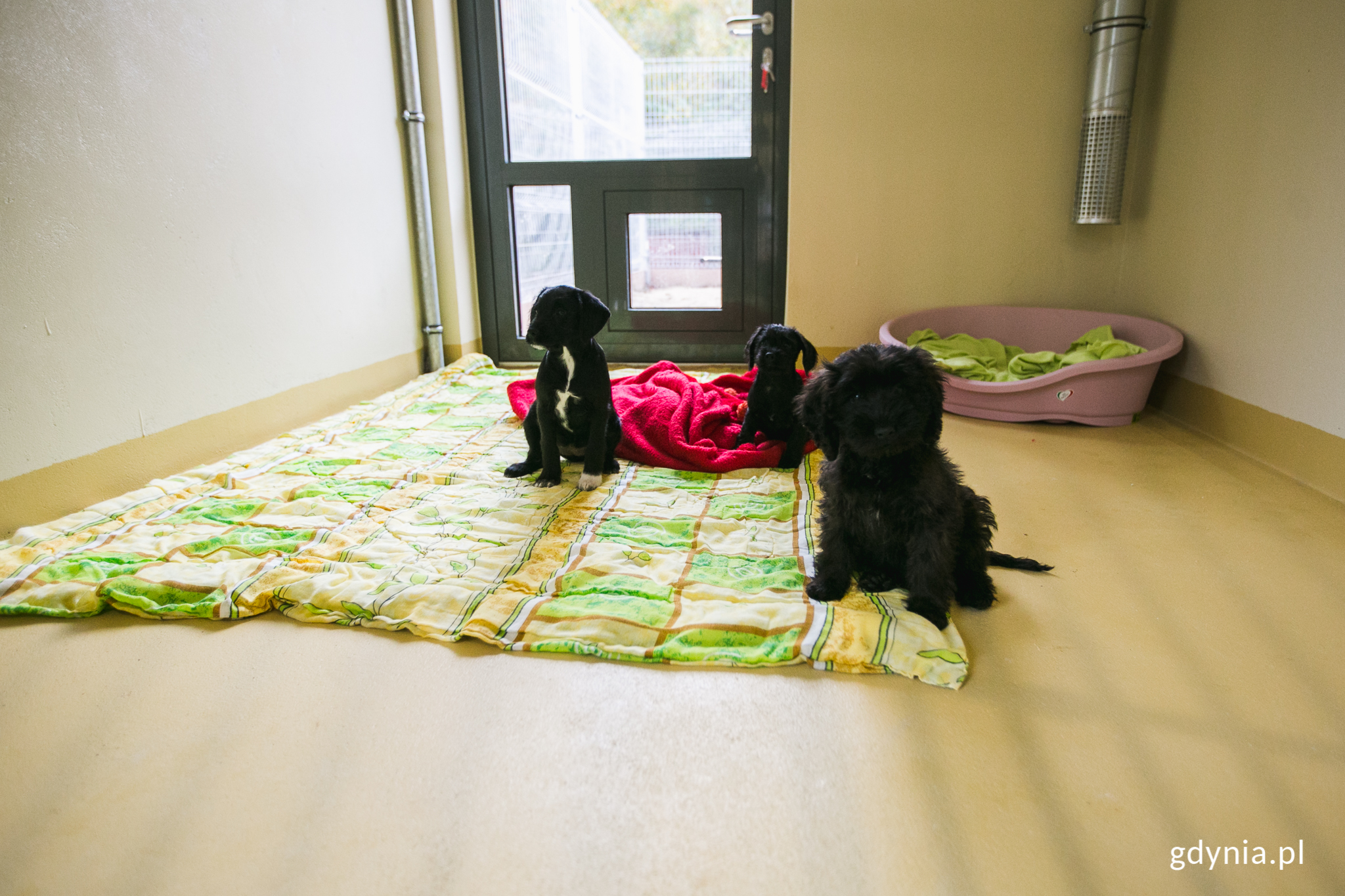 Pomieszczenie dla ps&oacute;w w Ciapkowie, trzy czarne szczenięta siedzą na podłodze, obok koce i legowiska