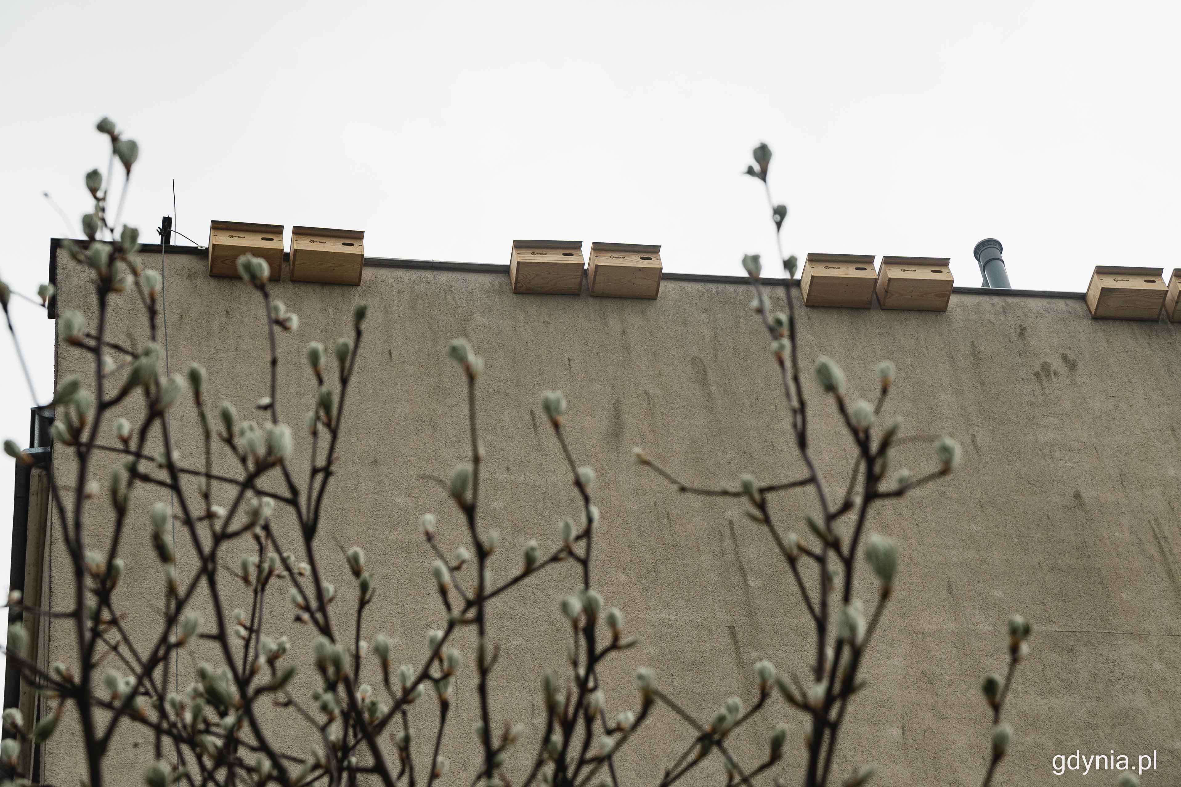 Budki trafiły na sam szczyt ścian, żeby jerzyki mogły bezpiecznie złożyć w nich jaja, fot. Kamil Złoch