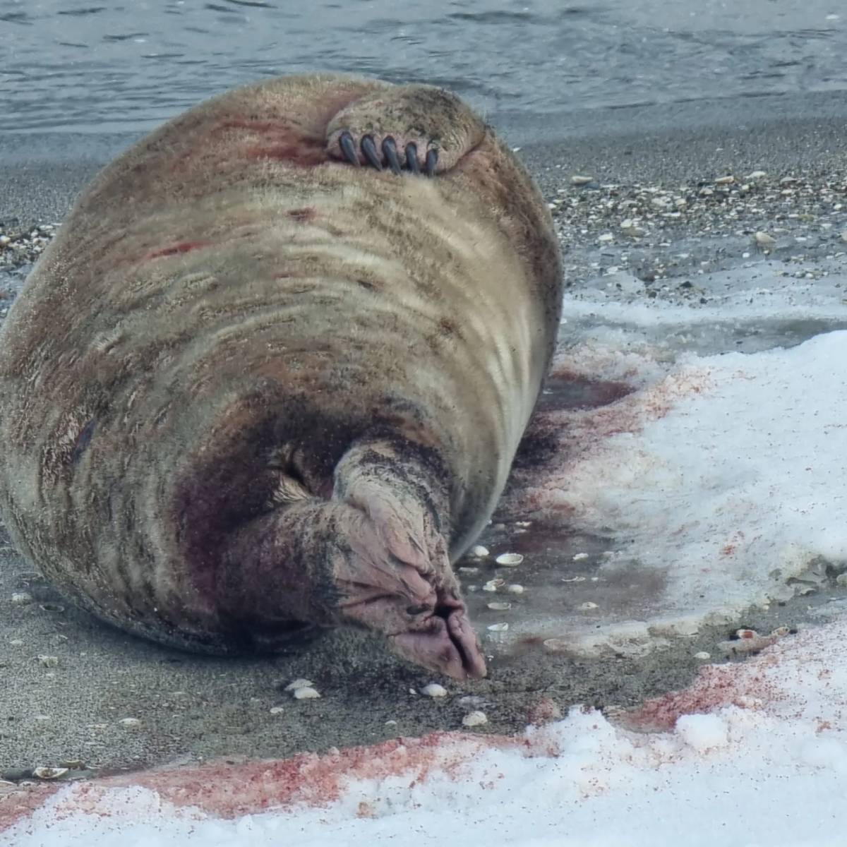 Foka leżąca na śniegu, na kt&oacute;rym widać ślady krwi
