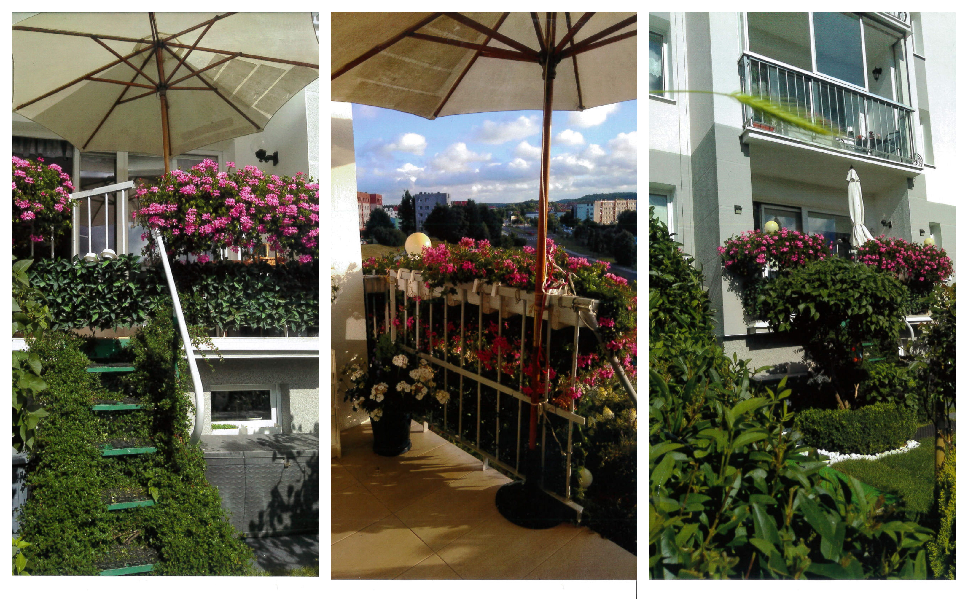 Aranżacja autorstwa Ewy Zaidan, w kt&oacute;rej przeważają zielone pnącza oraz pelargonie