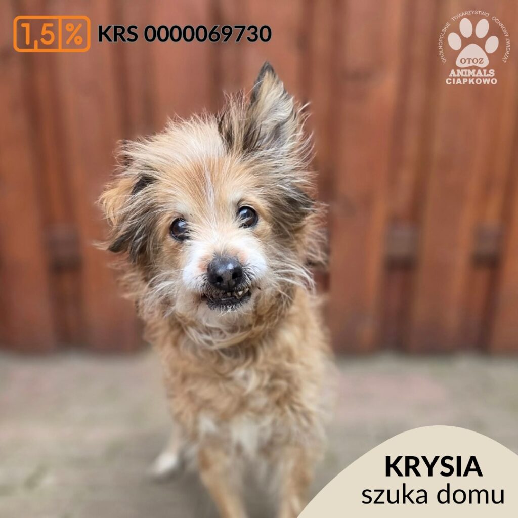 Mały beżowy piesek