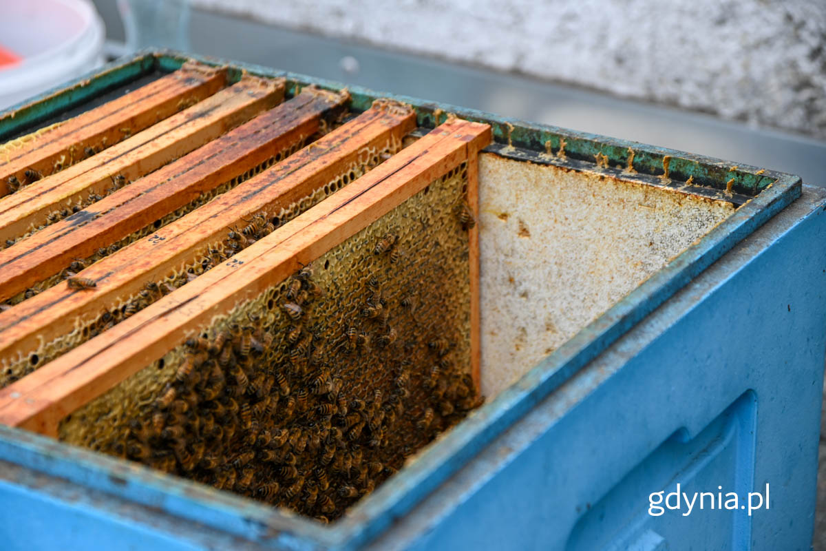 Wnętrze ula z ramkami pełnymi miodu i pszczołami