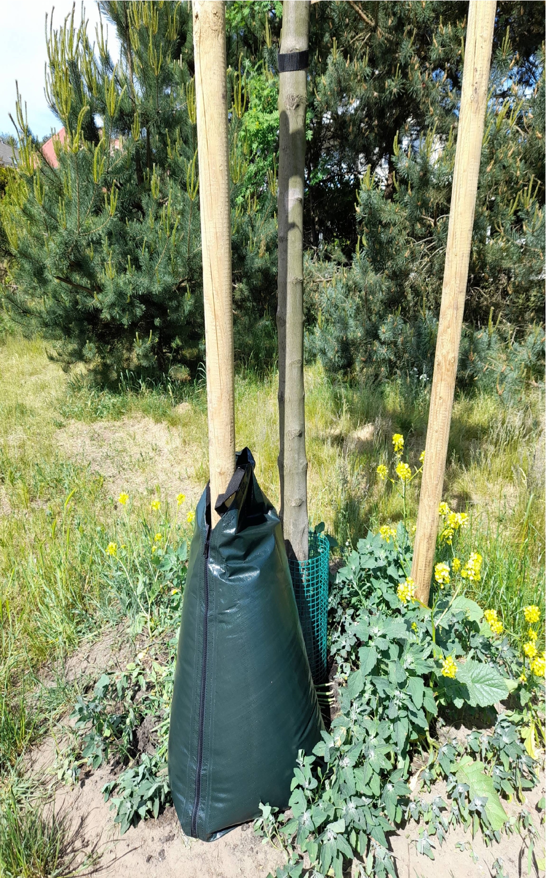 worek nawadniający drzewa // mat. Wydział Ogrodnika Miasta