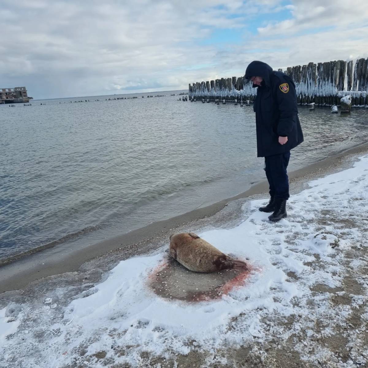 Człowiek w kurtce i mundurze Straży Miejskiej stojący na ośnieżonym brzegu tuż obok foki