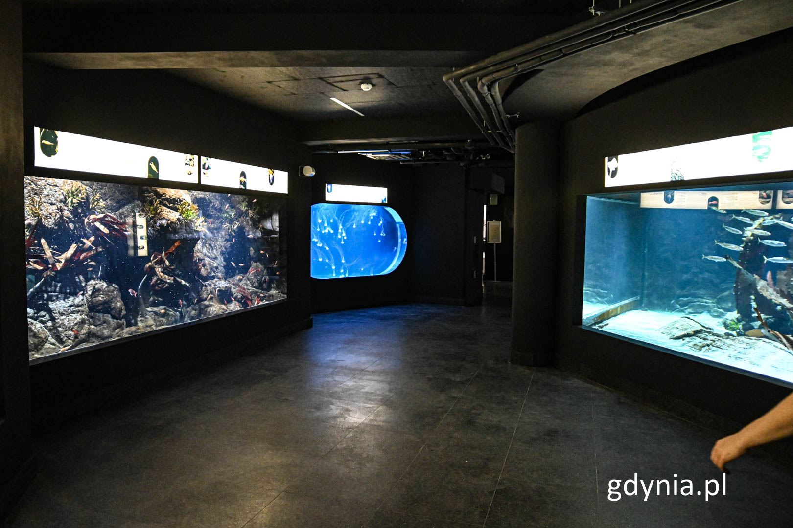 Akwarium Gdyńskie (fot. archiwum)