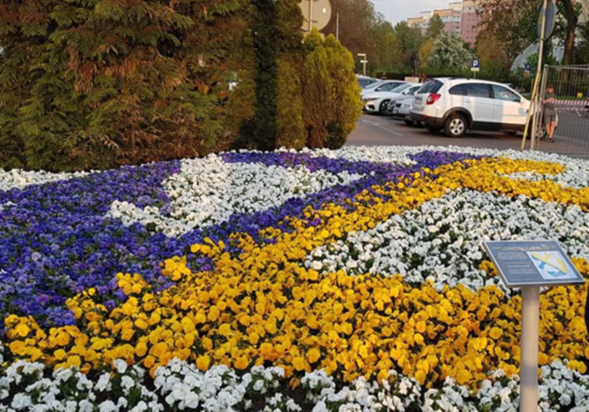 Kompozycja z bratk&oacute;w na Bulwarze Nadmorskim