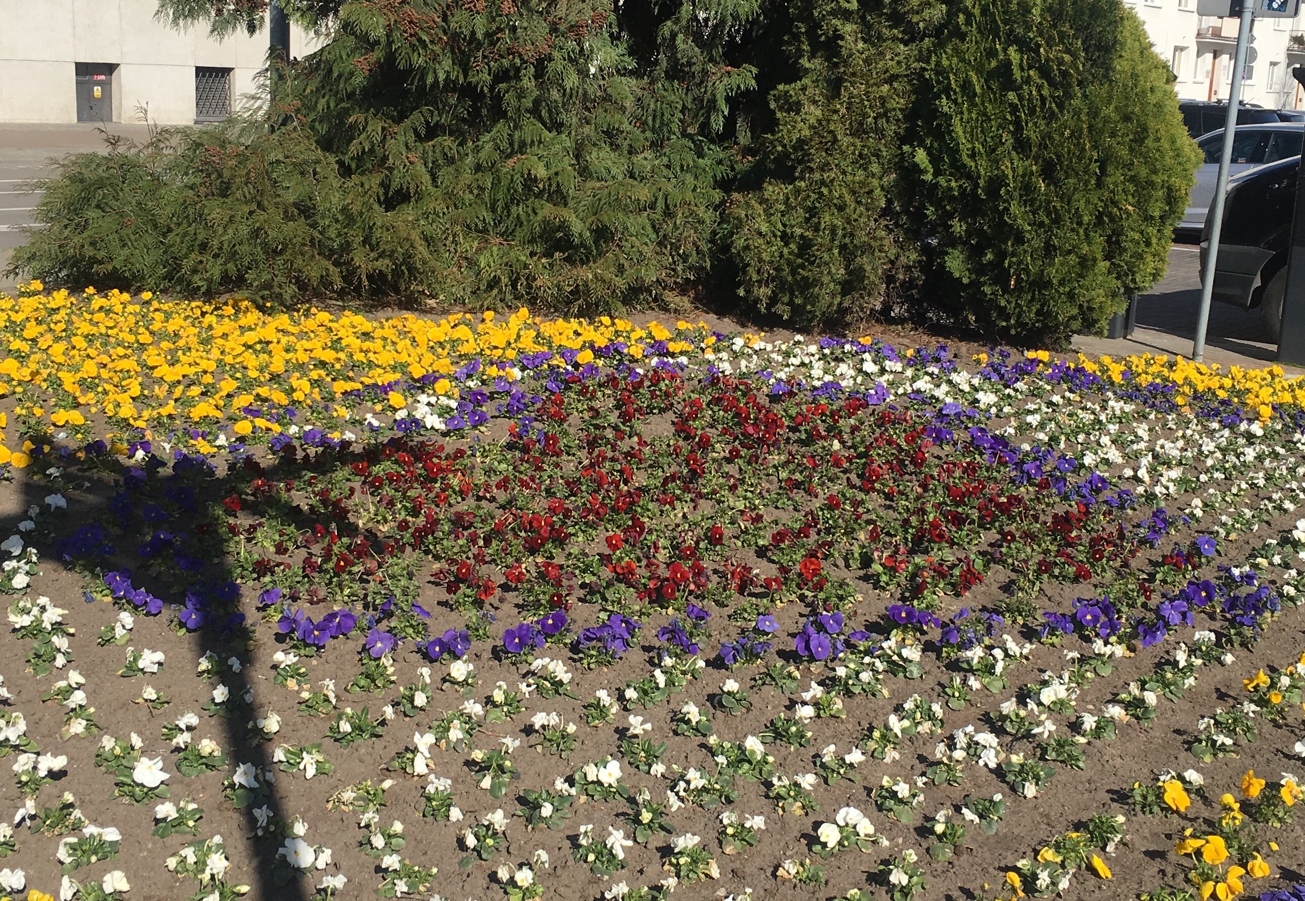 Kwietnik przed Urzędem Miasta // fot. D. Waletko