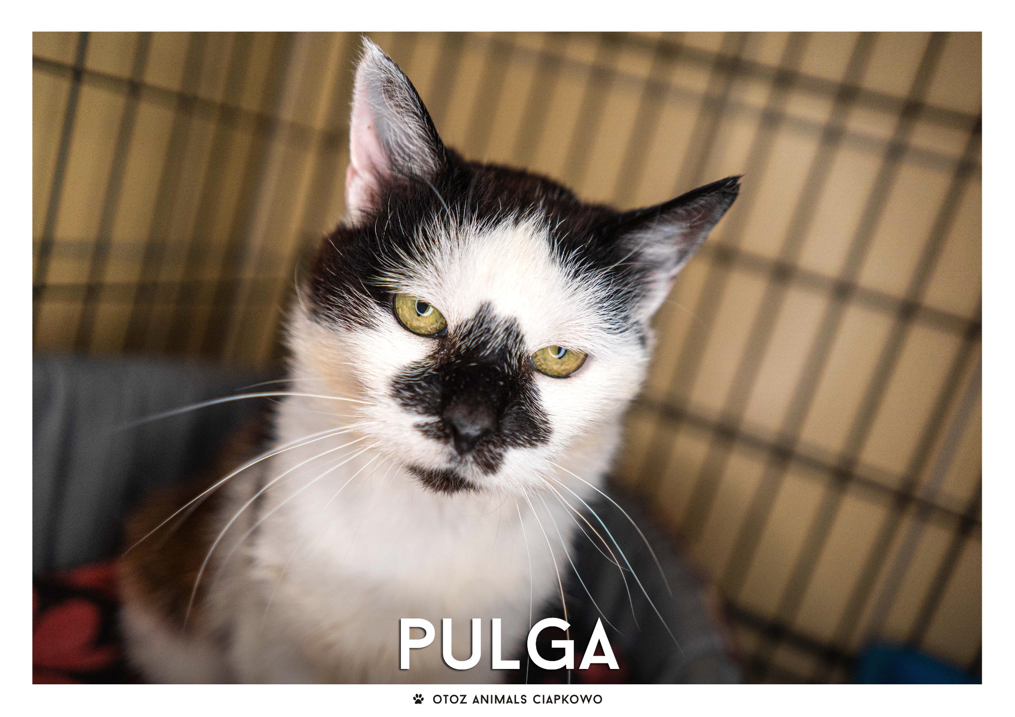 na zdjęciu biało-czarna kotka