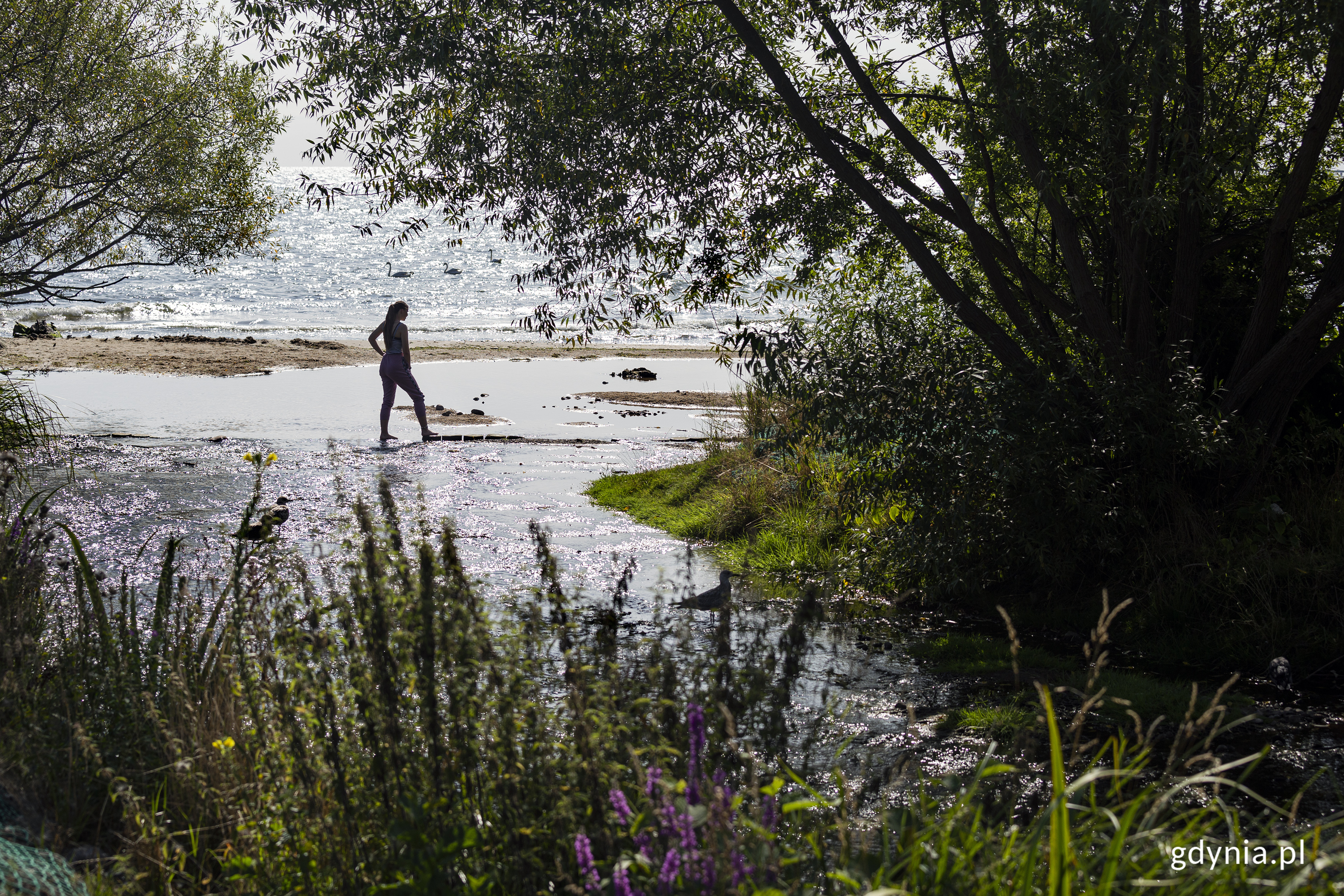 Ujście rzeki Kaczej na plaży w Orłowie. W rzece stoi kobieta, w tle morze. Fot. Przemysław Kozłowski