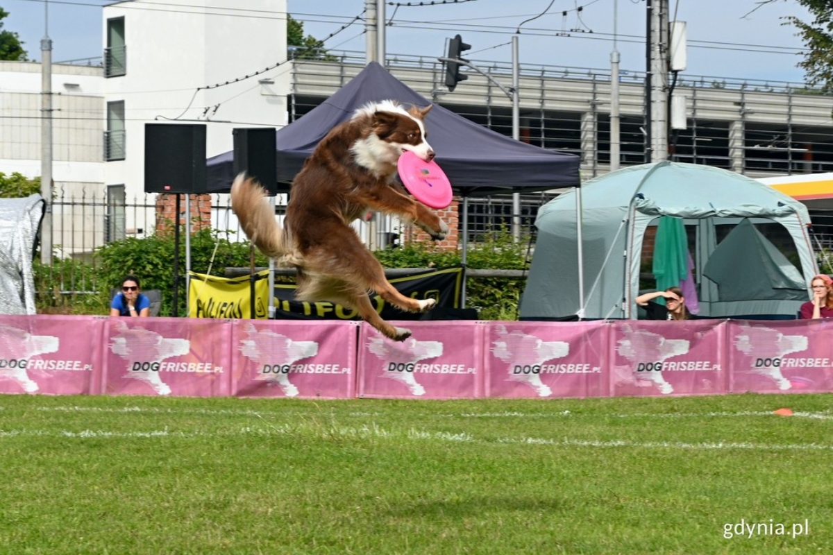Pies łapiący frisbee w podskoku // fot. Magdalena Czernek