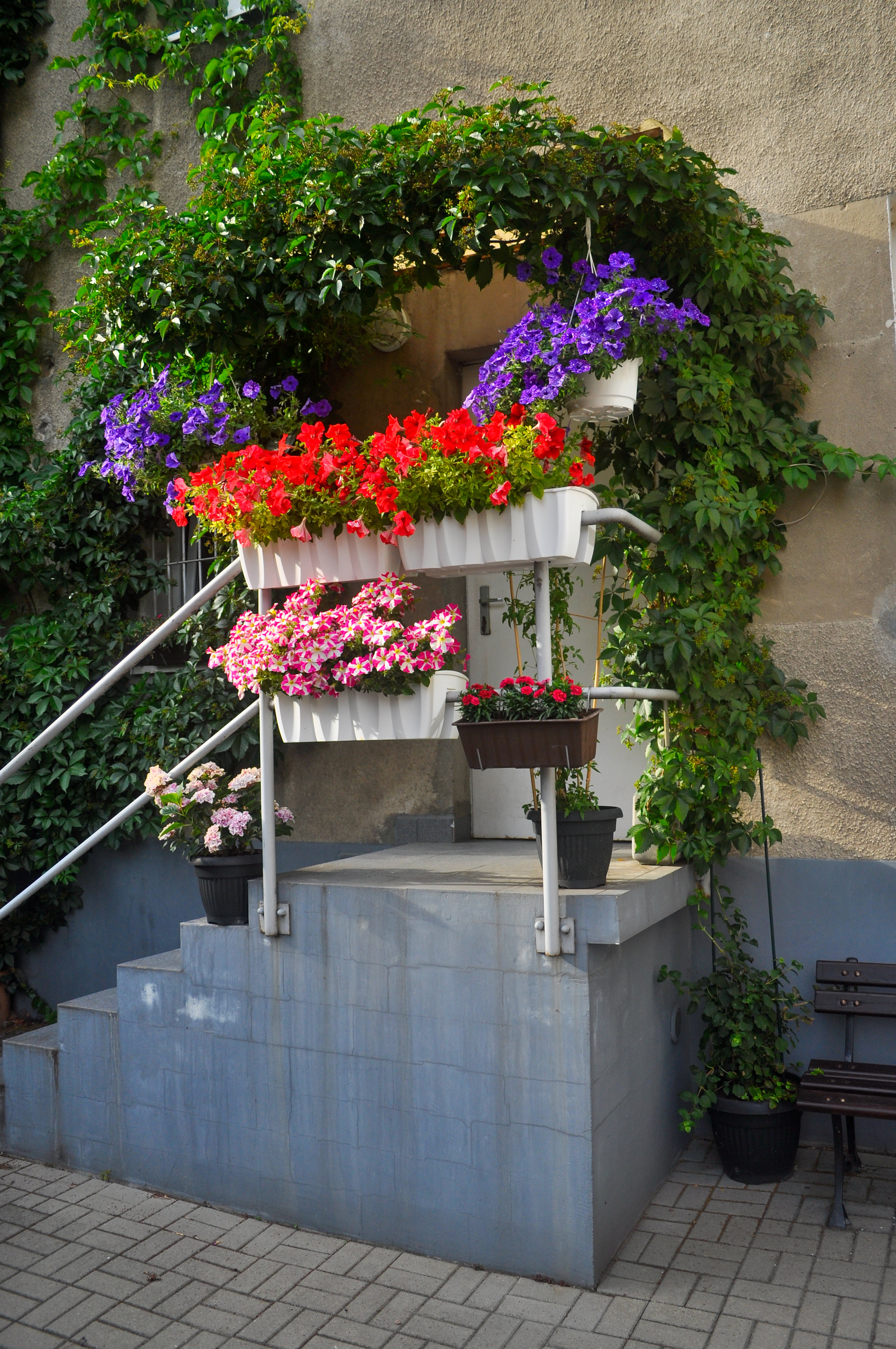 Aranżacja autorstwa Michała Białka, w kt&oacute;rej przeważa winobluszcz i pelargonie