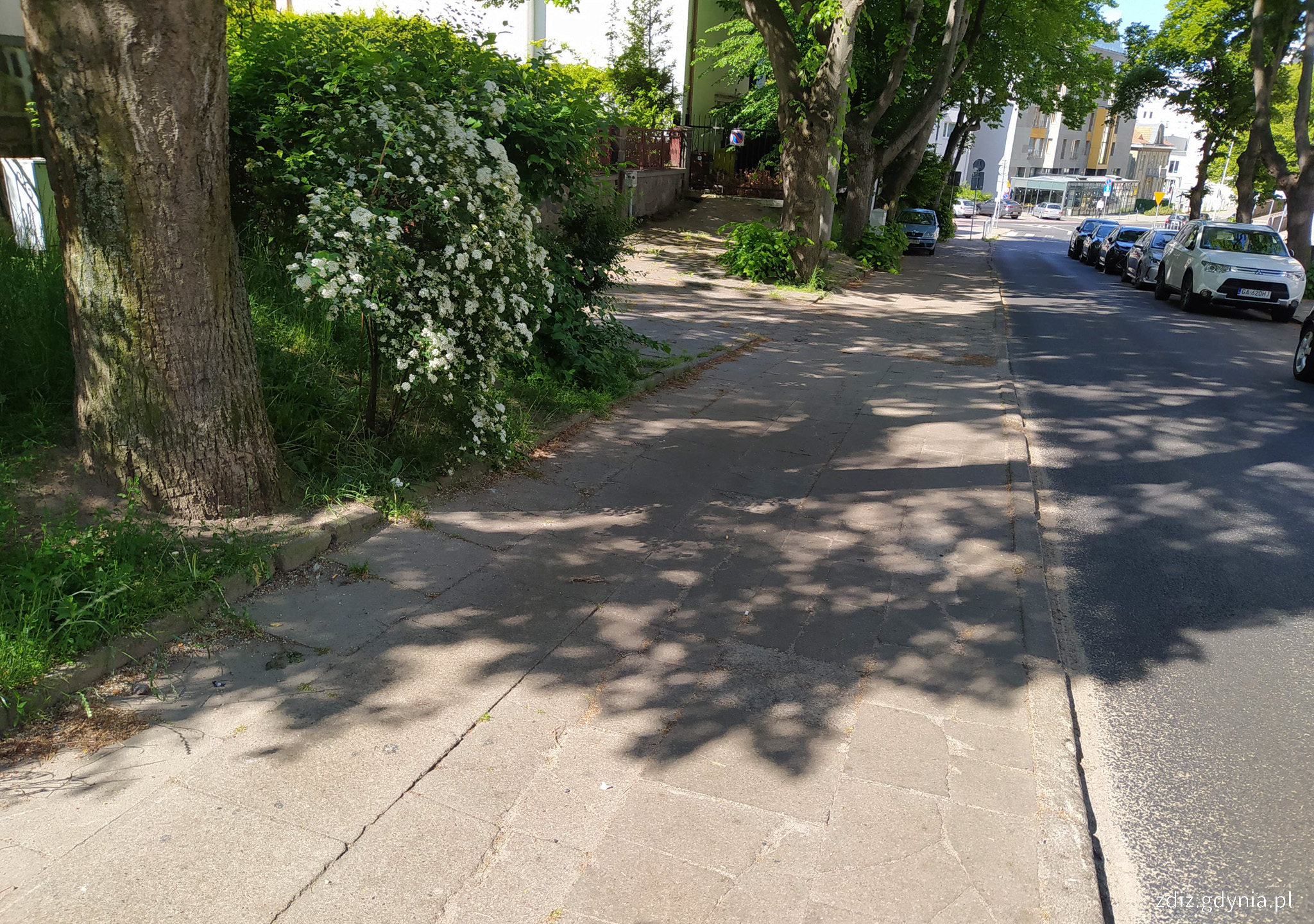 widok na chodnik, płyty chodnikowe, w tle zieleń i zaparkowane pojazdy