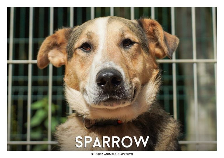 Sparrow poleca się do adopcji! Fot. OTOZ Animals Ciapkowo
