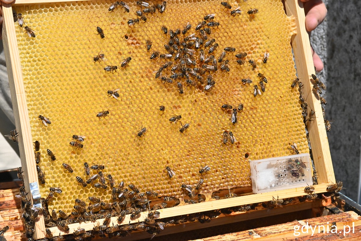 Nowa kr&oacute;lowa jest oznaczona zieloną kropką