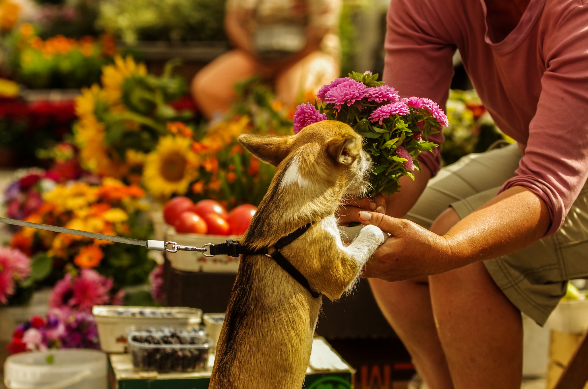 Stragany z kwiatami na Halach Targowych. Fot. Monika Michałek / Miejskie Hale Targowe