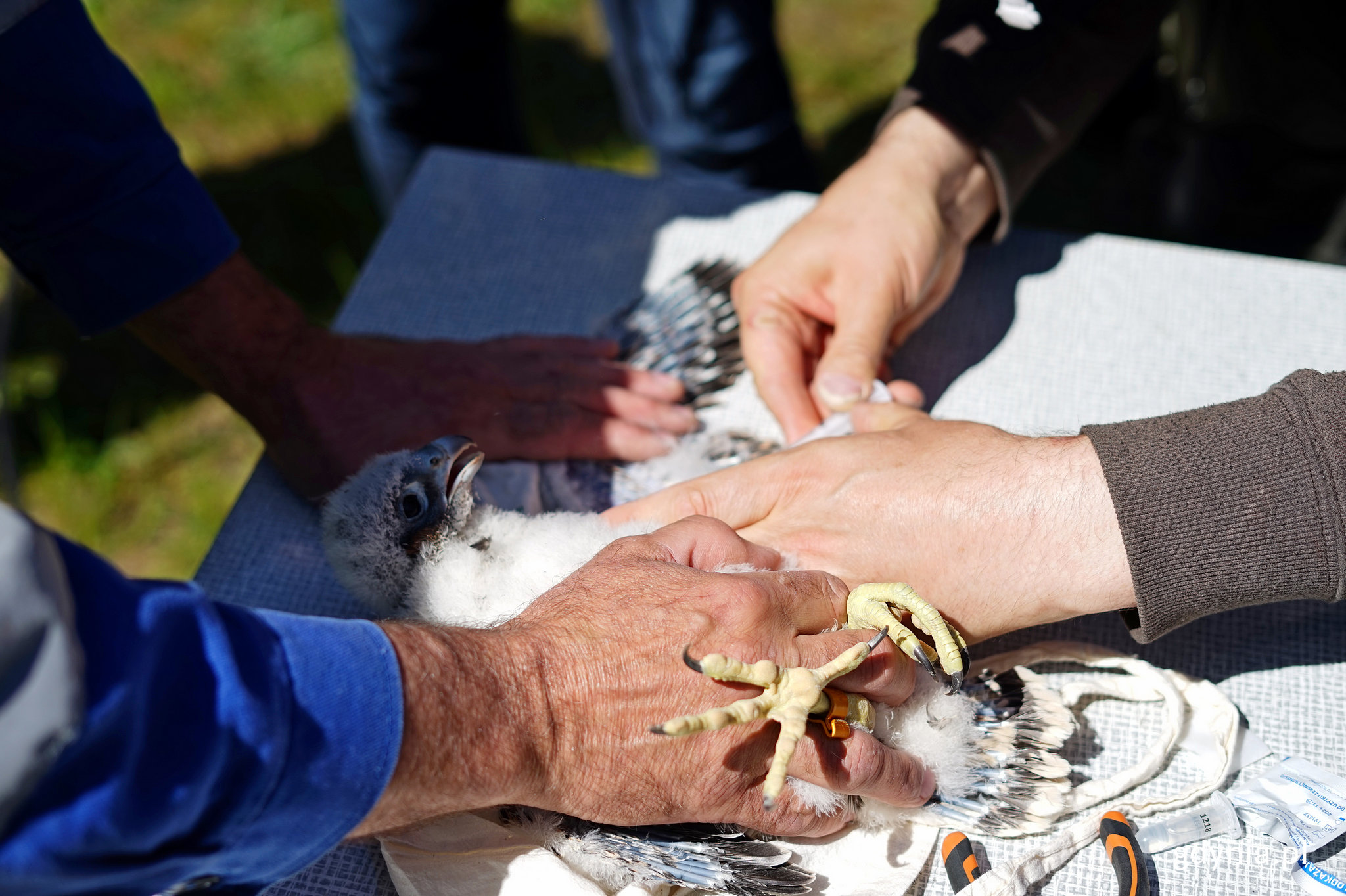 Pobieranie krwi od młodego sokoła, fot. Kamil Złoch