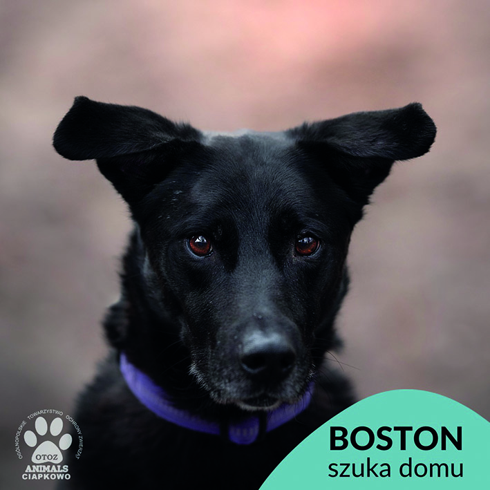 na zdjęciu czarny piesek