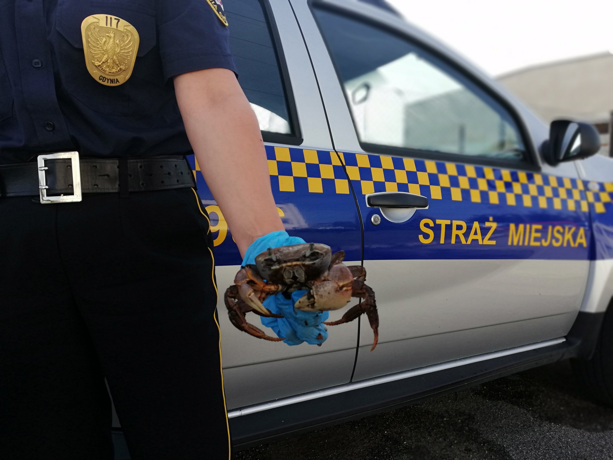 Jedna z najbardziej nietypowych interwencji - krab, reprezentant gatunku typowego dla Ameryki P&oacute;łnocnej na jednej z gdyńskich ulic, fot. Straż Miejska w Gdyni / Ekopatrol