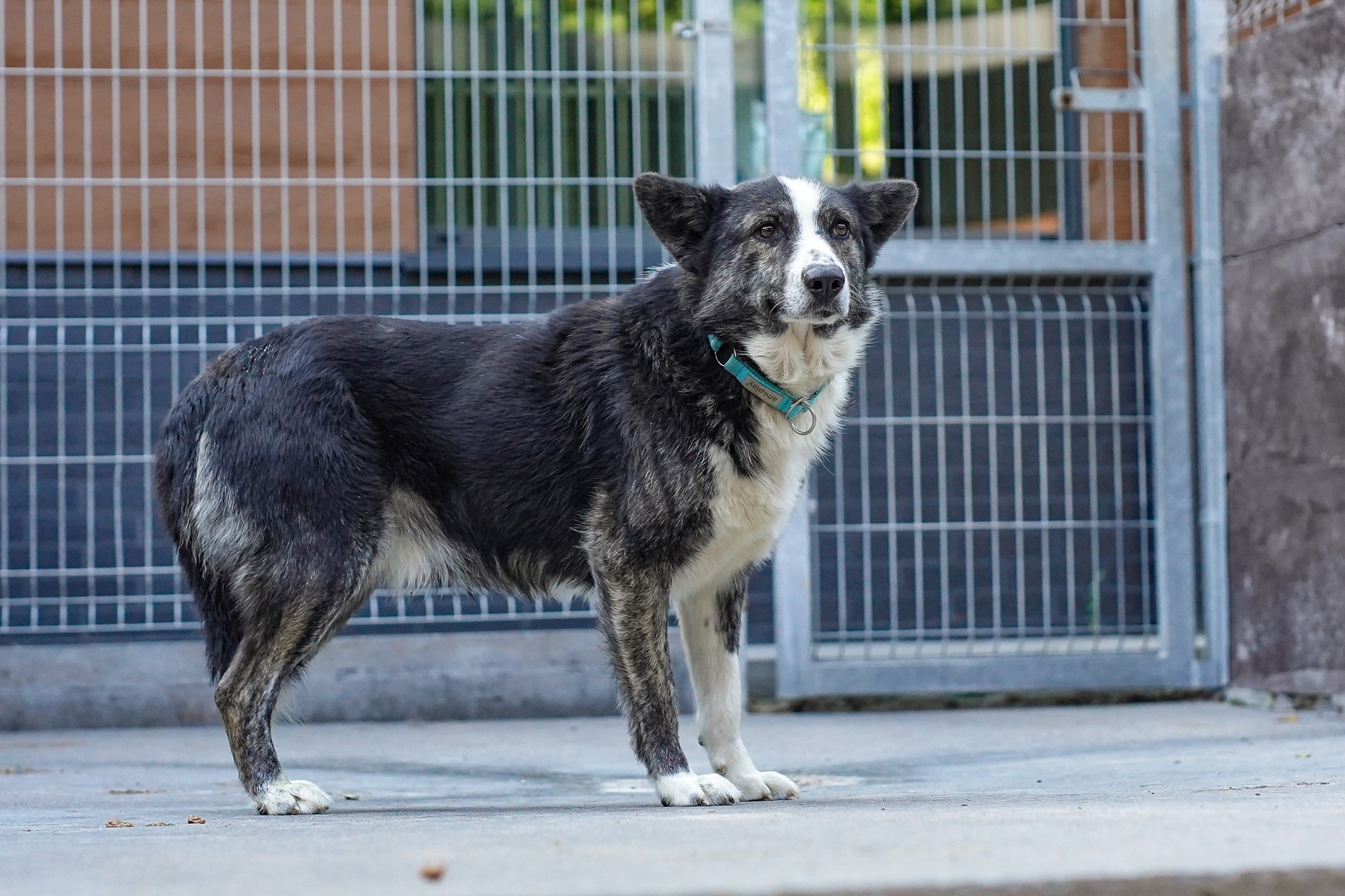 Pies Vadim. // fot. www.ciapkowo.pl