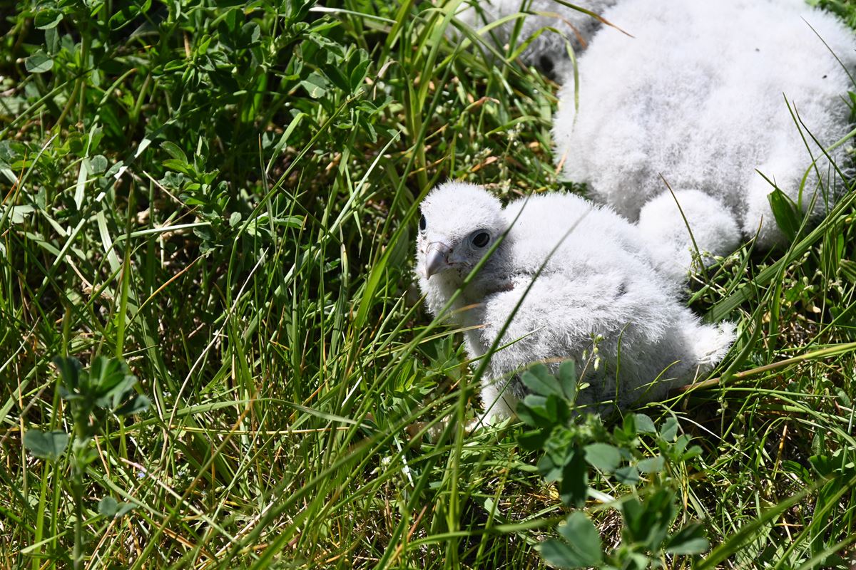 Obrączkowanie sokoł&oacute;w. Fot. Zygmunt Gołąb