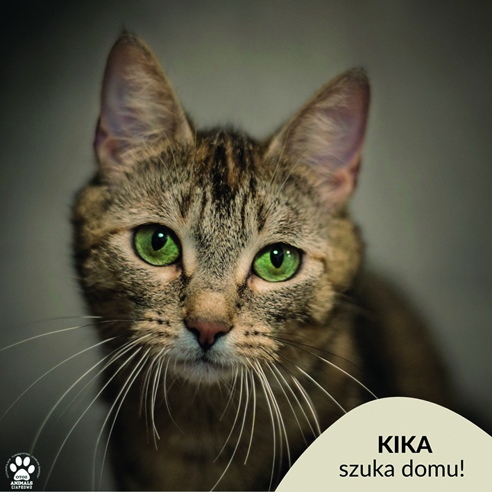 na zdjęciu szara kotka