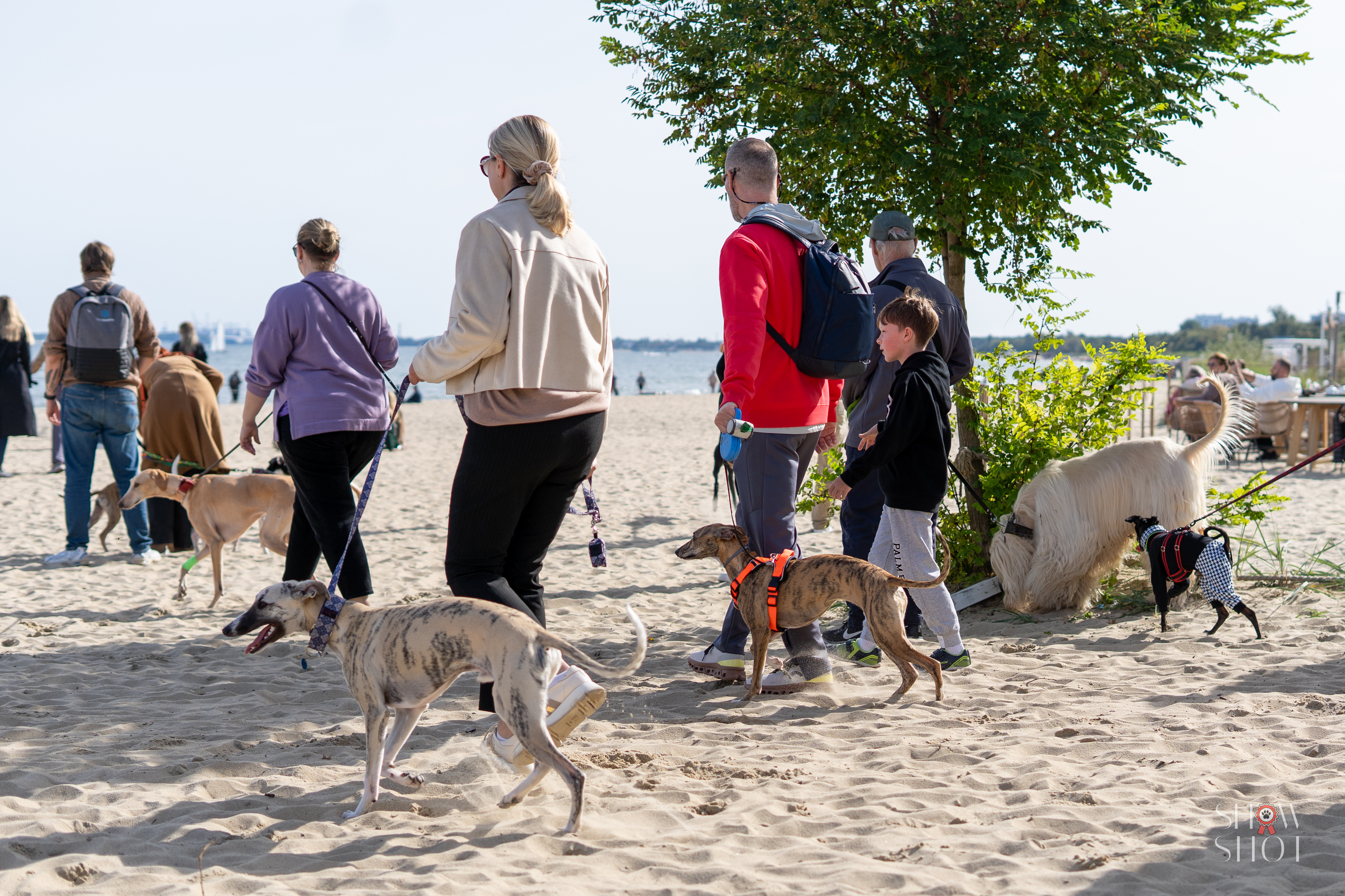 Ludzie z chartami na spacerze na plaży
