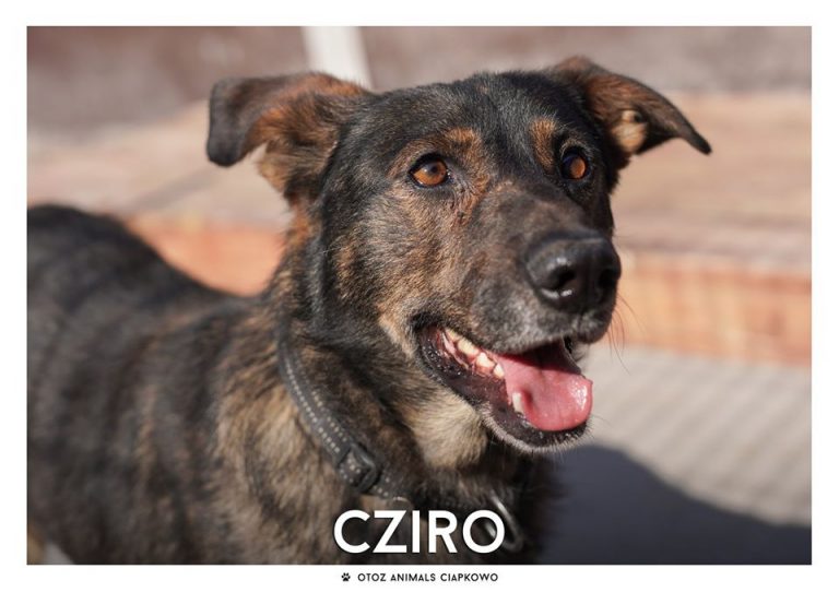 Cziro czeka na nowy dom, fot. OTOZ Animals Ciapkowo