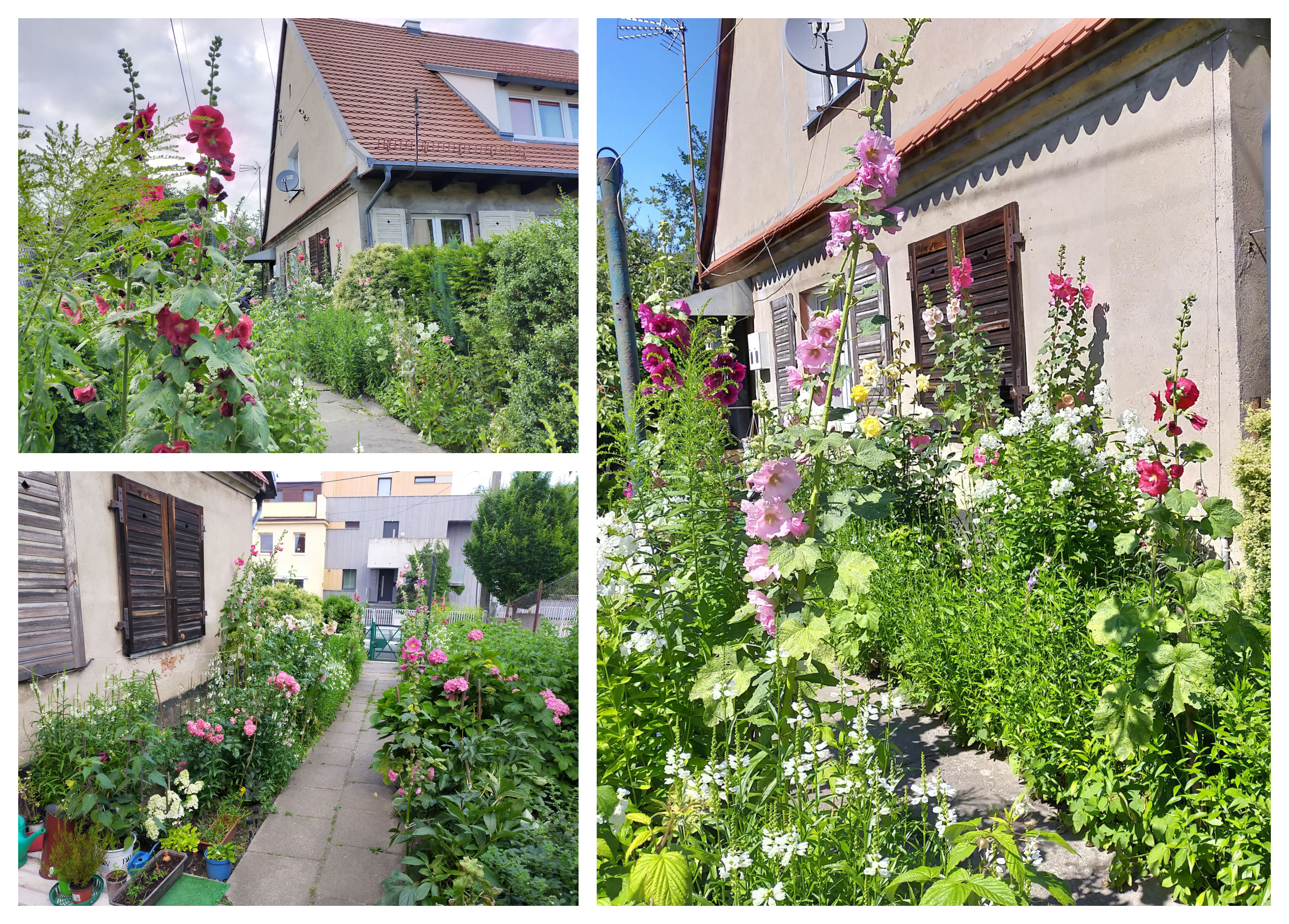 Ogr&oacute;d Heleny Marcinkowskiej, w kt&oacute;rym przeważają malwy i hortensje